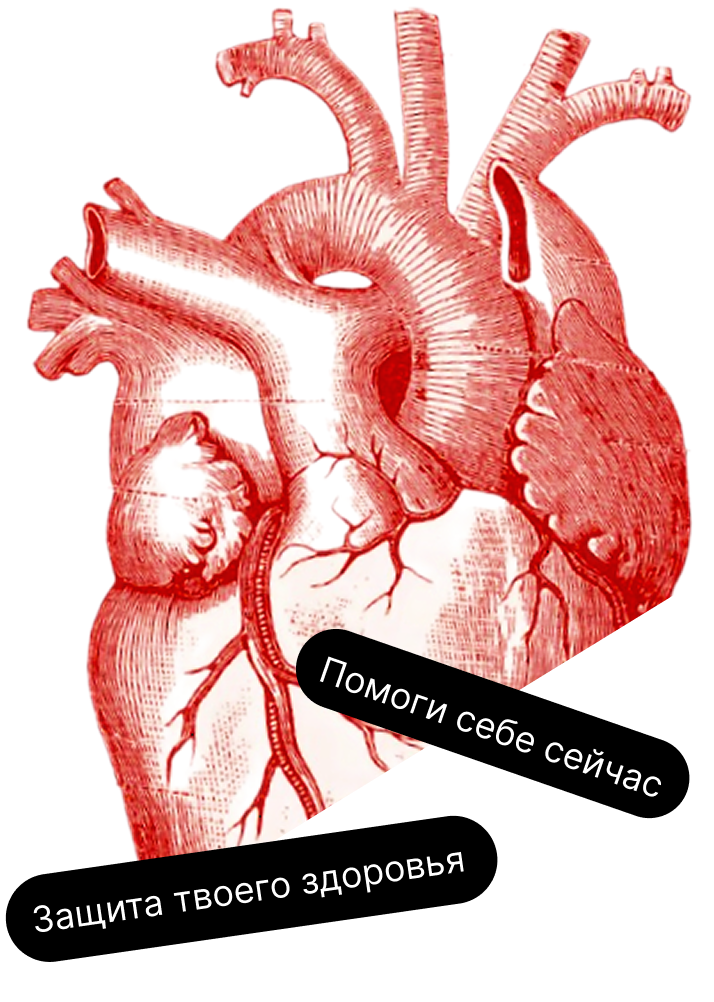 Сердце